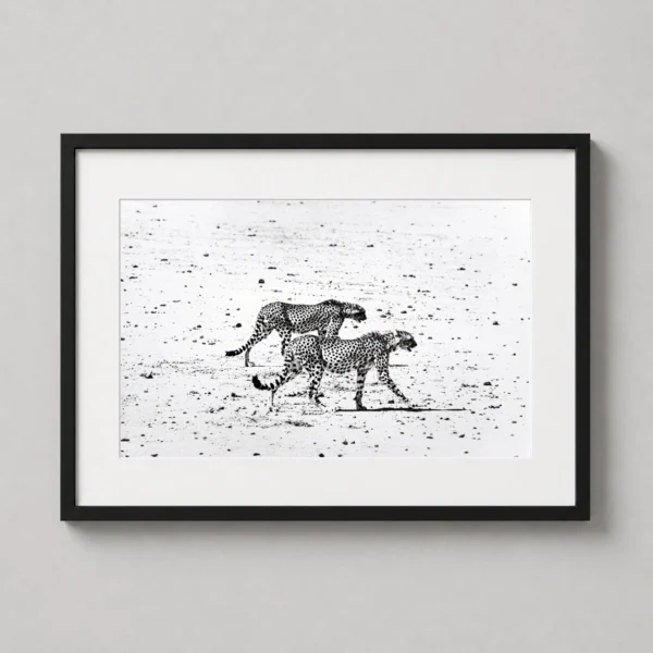 Peter Beard, Hunting Cheetahs on the Tarn Desert Photography Print