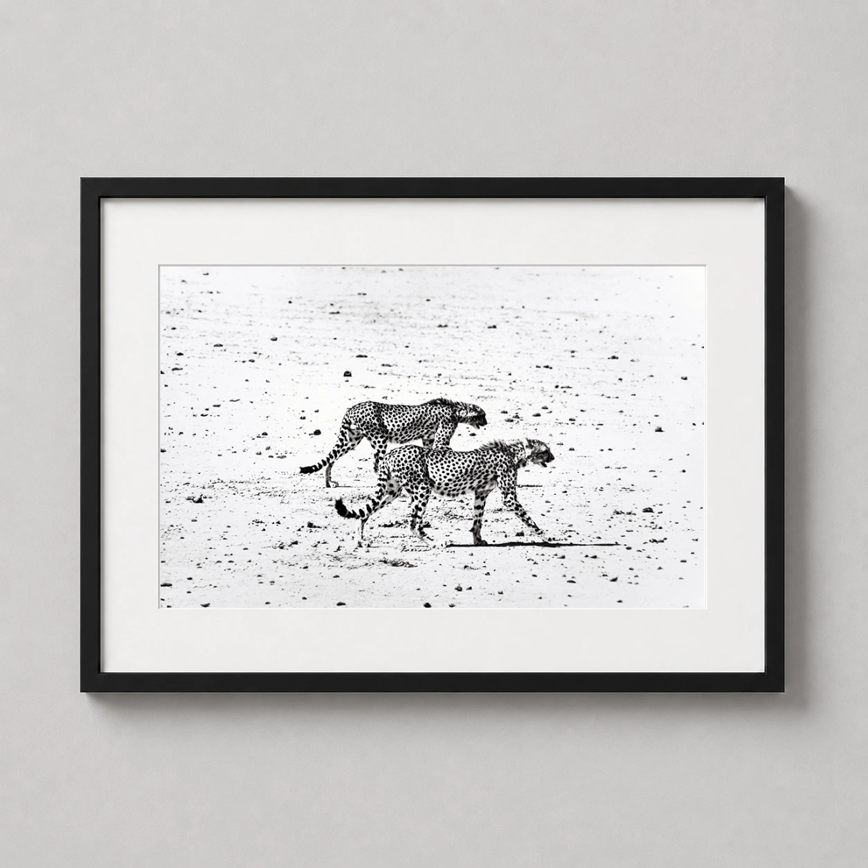 Peter Beard Hunting Cheetahs Photo — high-contrast black and white photography print featuring two cheetahs