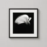 Robert Mapplethorpe Calla Lily Photography, Dramatic Photography Print