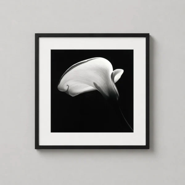 Robert Mapplethorpe Calla Lily Photography, Dramatic Photography Print