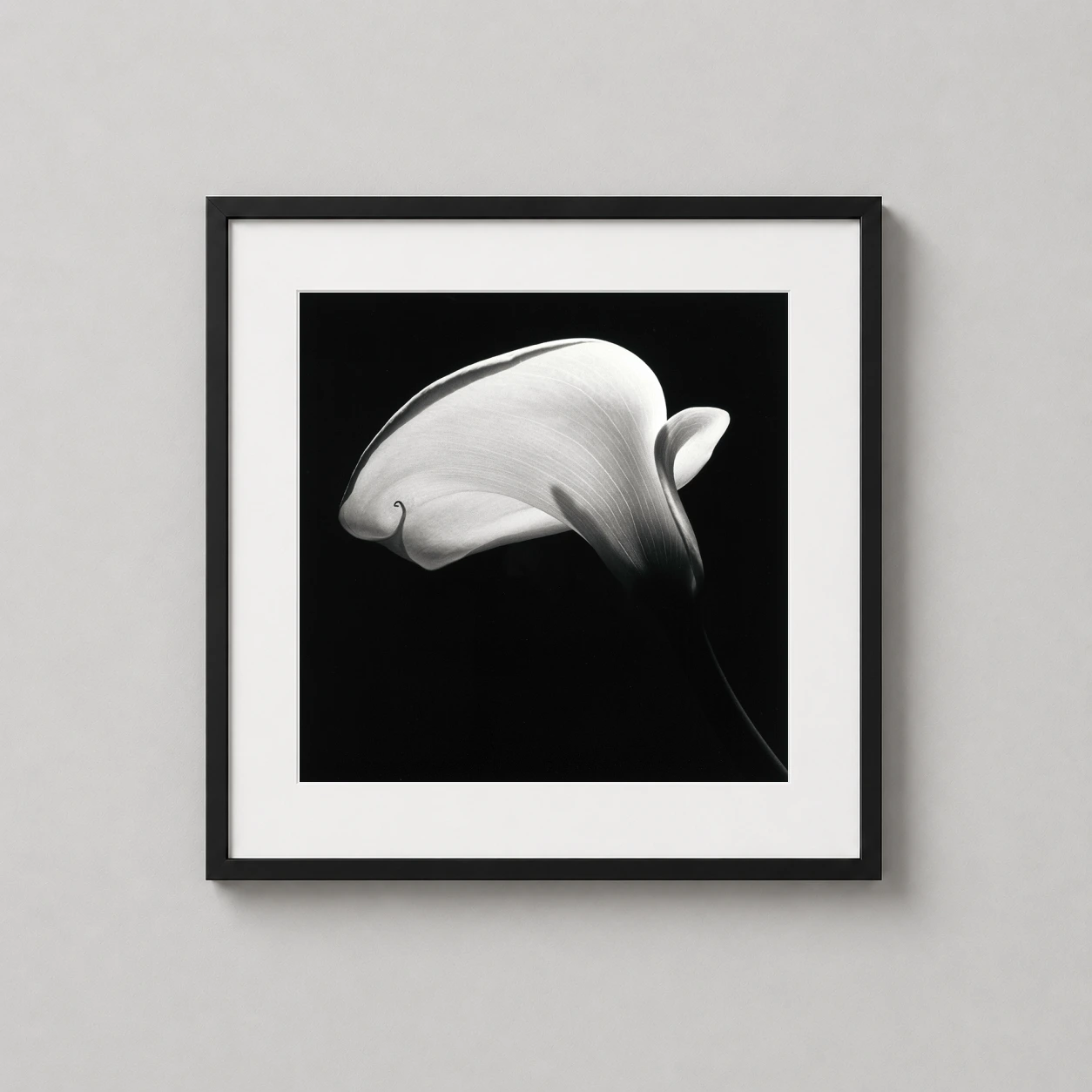 Robert Mapplethorpe — dramatic black and white study of a calla lily by Robert Mapplethorpe
