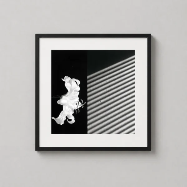 Robert Mapplethorpe Lily 1986 Black and White Photography Print