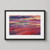 Christopher Burkett Photography Print, Sunrise & Autumn Blueberries Maine