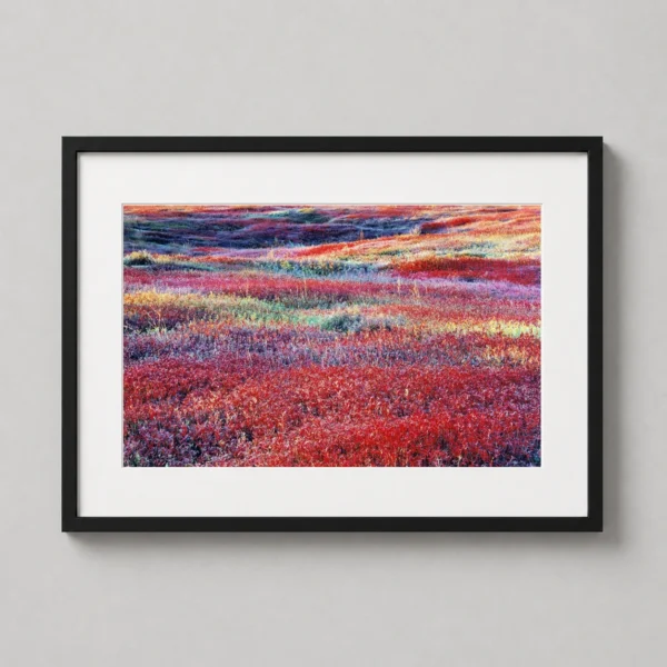 Christopher Burkett Photography Print, Sunrise & Autumn Blueberries Maine
