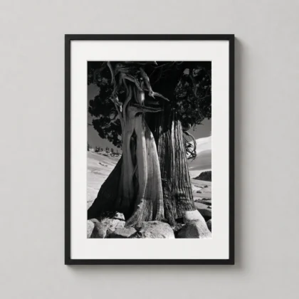 Edward Weston Photography — edward Weston Juniper Lake Tenaya 1937 is strongest as a