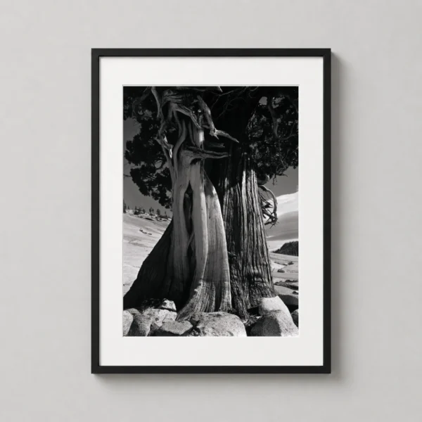 Edward Weston Photography Print, Juniper at Lake Tenaya Sierra Nevada 1937