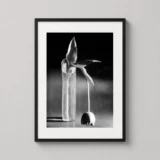 André Kertész Art, Melancholic Tulip 1939 Photography Print