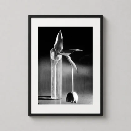 André Kertész Art Print, Melancholic Tulip 1939 Fine Art Photography Poster framed wall art mockup