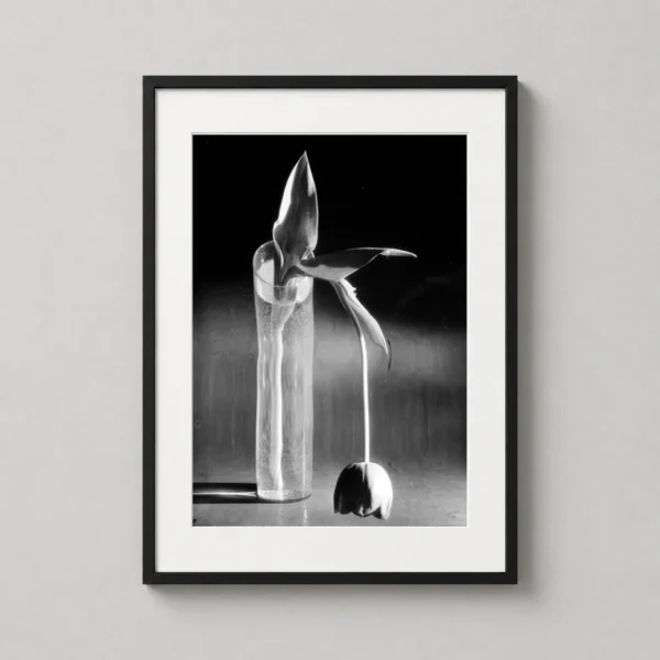 André Kertész Art, Melancholic Tulip 1939 Photography Print
