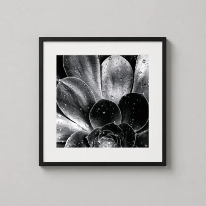 MerchFuse Brett Weston, Succulent 1968 photography print with photography character