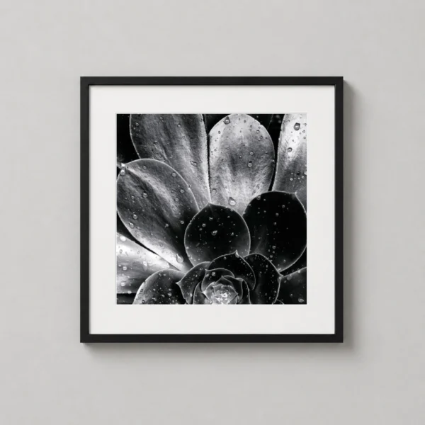 Brett Weston Succulent 1968 Black and White Photography Print