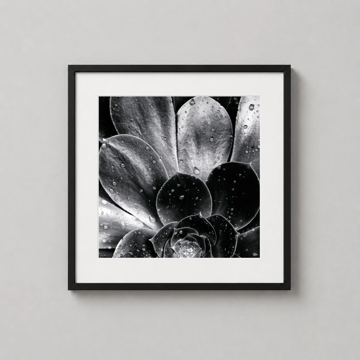 Brett Weston Succulent 1968 — high-contrast black and white photography print featuring a succulent