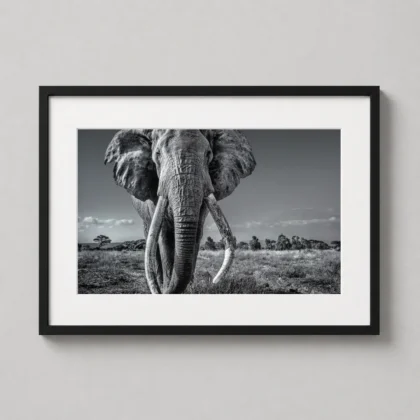 Elephant Photography, Wildlife photography print by MerchFuse