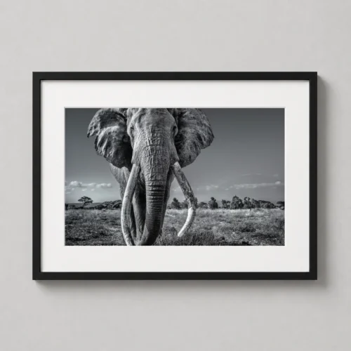 African Elephant Tusker Black and White Photography Print