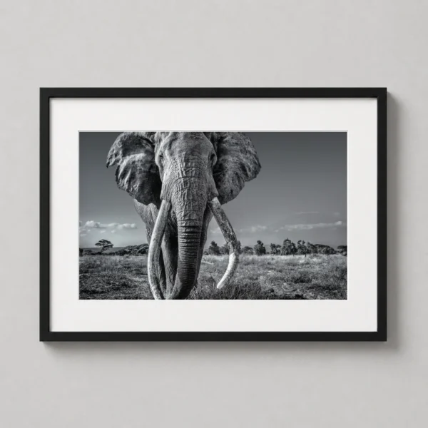 African Elephant Tusker Black and White Photography Print