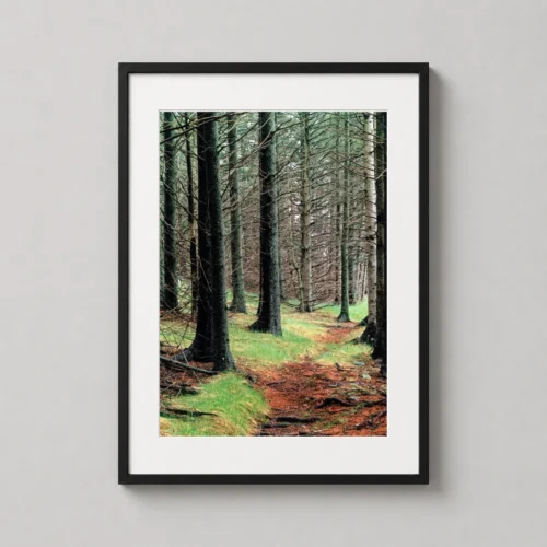 Eliot Porter Spruce Forest Landscape Fine Art Photography Print
