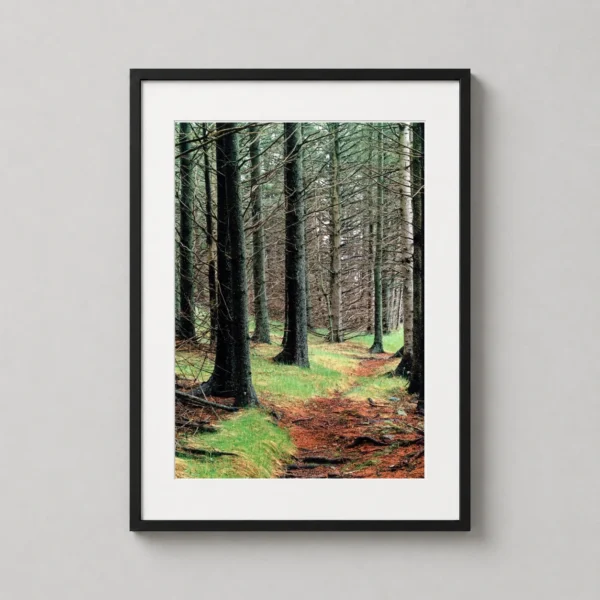 Eliot Porter Spruce Forest Landscape Fine Art Photography Print