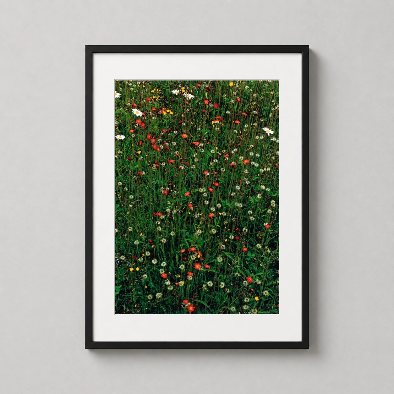 Eliot Porter Wildflowers Meadow — vibrant meadow of orange hawkweed, white oxeye daisies, and yellow