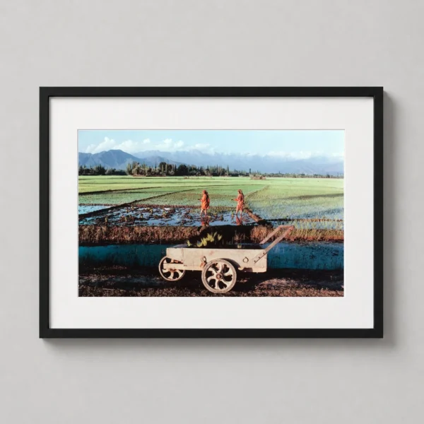 Raghubir Singh, Transplanting Paddy in Srinagar Kashmir Photography Print