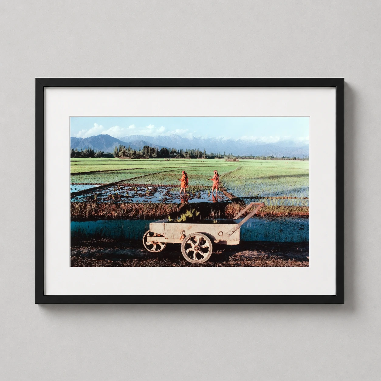 Raghubir Singh Transplanting Paddy Photo — 1983 color photograph by Raghubir Singh depicting workers transplanting