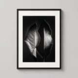 Ruth Bernhard Two Leaves 1952 Nature Photography Print