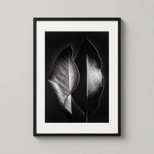 Ruth Bernhard Two Leaves 1952 Nature Photography Print