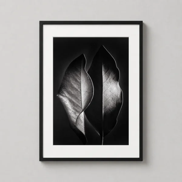 Ruth Bernhard Two Leaves 1952 Nature Photography Print