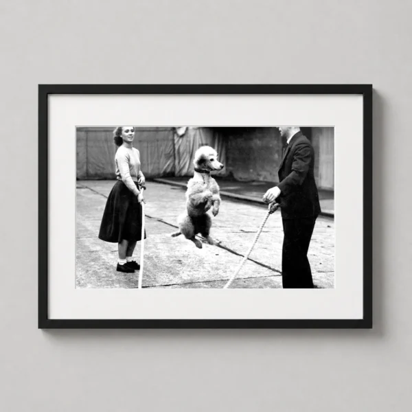 Poodle Jump Rope Vintage Black and White Photography Print