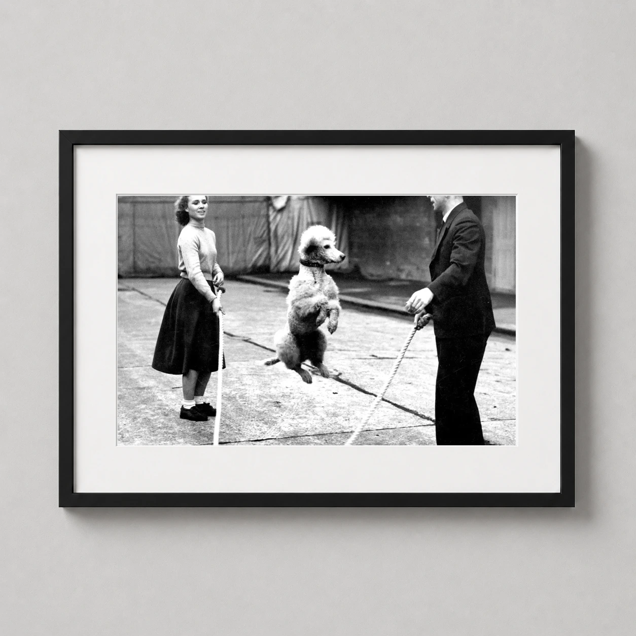 Poodle Jump Rope — white poodle is captured mid-air while jumping a rope held by a woman