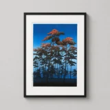 Hikawa Park Omiya by Kawase Hasui Fine Woodblock Art Print