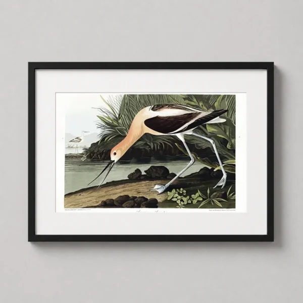 American Avocet Bird Art Print, John James Audubon Illustration