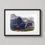 American Bison in the Wild West, Audubon Natural History Art Print