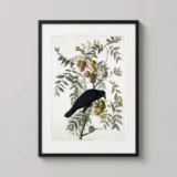 American Crow and Black Walnut Tree John James Audubon Art Print
