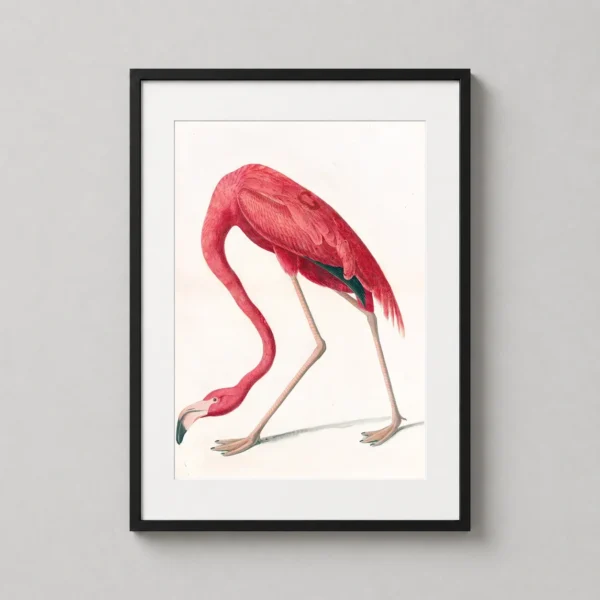 John James Audubon American Flamingo Bird Illustration Art Print