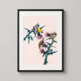 American Goldfinch and Thistle, Audubon Birds of America Art Print