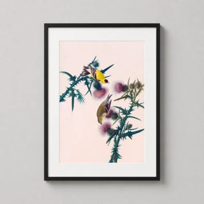 American Goldfinch – Vintage Audubon Thistle Bird wall print with period-inspired character by MerchFuse