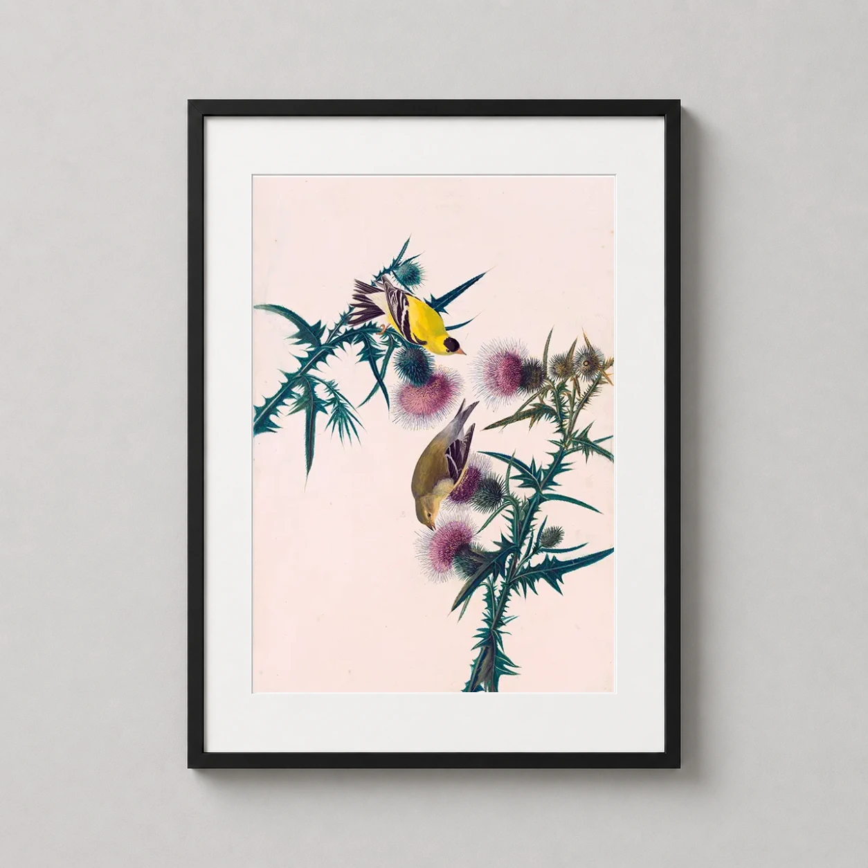Goldfinch Thistle — vibrant American Goldfinch perches on a purple thistle in this detailed