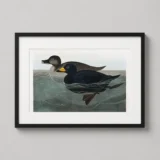 American Scoter Duck Audubon Birds of America Art Print