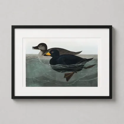 American Scoter – Audubon Vintage Bird Illustration decorative poster for curated interiors by MerchFuse