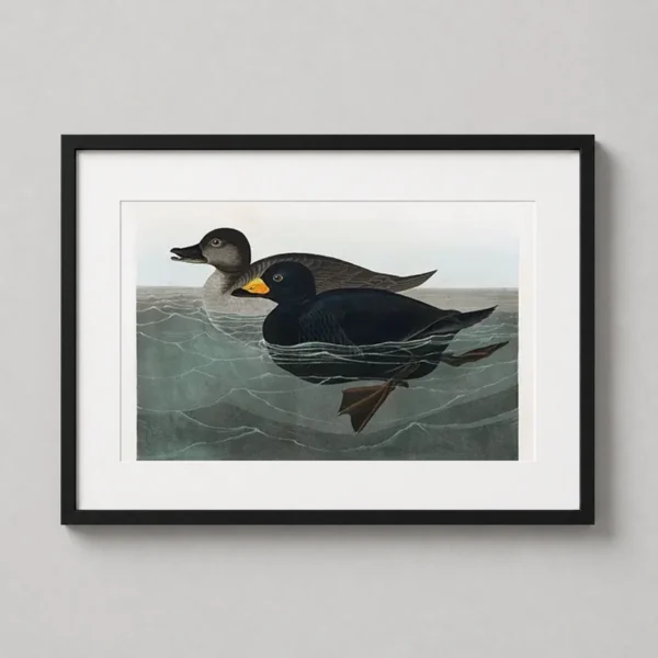 American Scoter Duck Audubon Birds of America Art Print