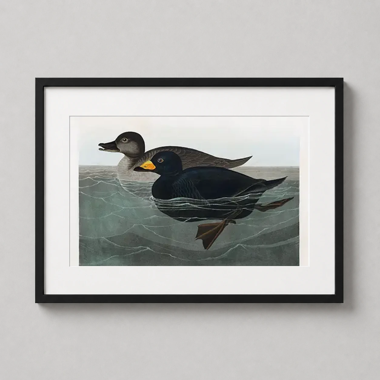 Room mockup of American Scoter Duck Audubon Birds of America Art Print, displayed as framed wall art in a bedroom setting as a landscape print with teal, yellow, and orange tones.