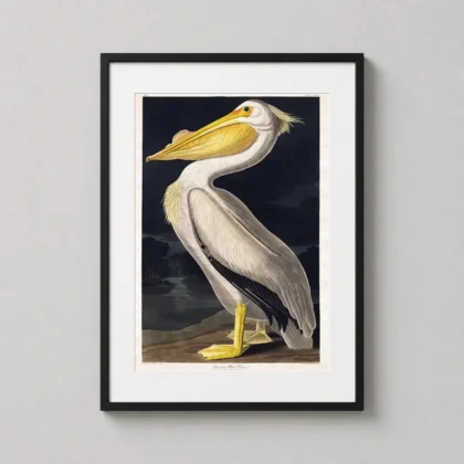 Audubon Pelican – Vintage Birds of America vintage print by MerchFuse