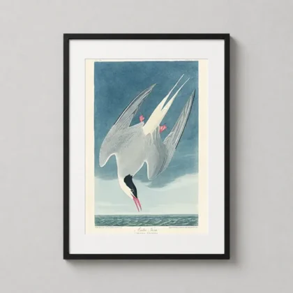 Arctic Tern print – Classic Audubon Birds of America Vintage Wall Art framed wall art mockup