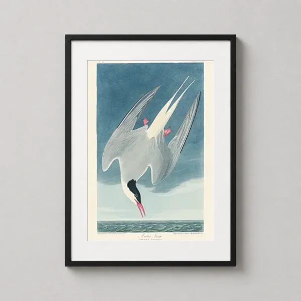 Arctic Tern, John James Audubon Birds of America Art Print