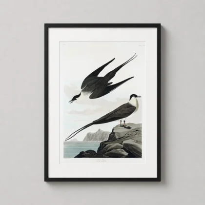 Arctic Jager – John James Audubon Birds of America print for gallery wall display by MerchFuse