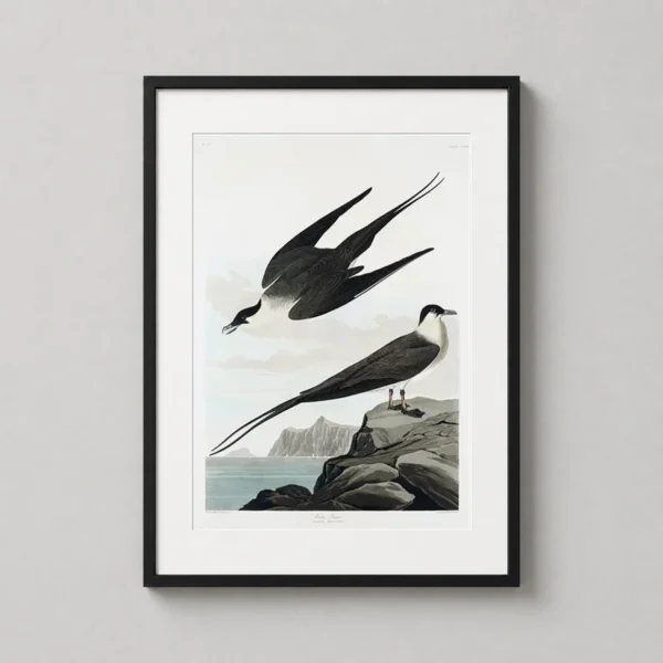 Arctic Jager Audubon Birds of America Illustration Art Print