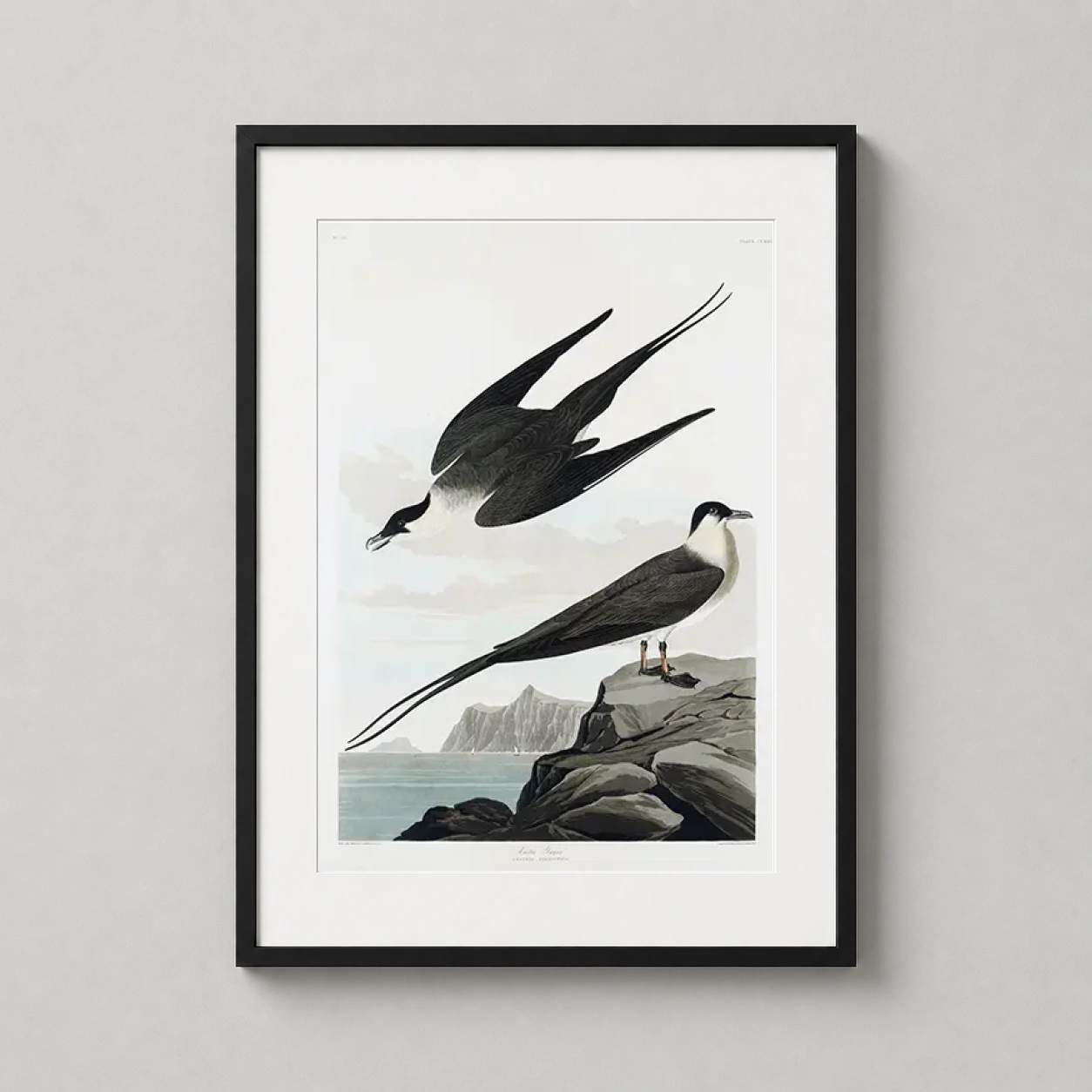 Room mockup of Arctic Jager Audubon Birds of America Illustration Art Print, displayed as framed wall art in a bedroom setting as a portrait print.