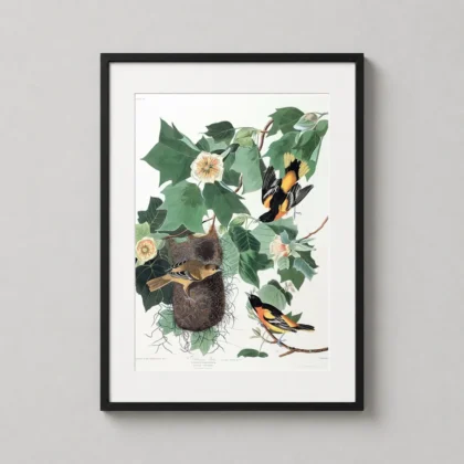 Baltimore Oriole Art: Audubon Birds of America Vintage wall print with period-inspired character by MerchFuse
