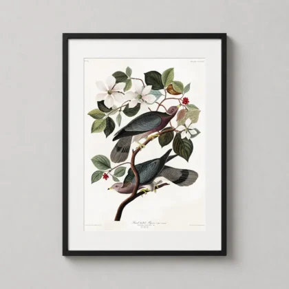 Band – Tailed Pigeon – Audubon Birds of America Vintage decorative print for curated interiors by MerchFuse