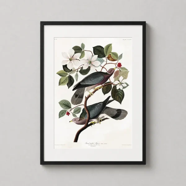 Band-tailed Pigeon Audubon Bird, Vintage Wall Art Print